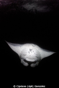 MANTA DANCE. Amazing Hanifaru by Cipriano (ripli) Gonzalez 